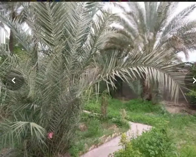 فروش۵۰۰ متر باغ نخل و مرکبات ثمری درچهارآسیاب