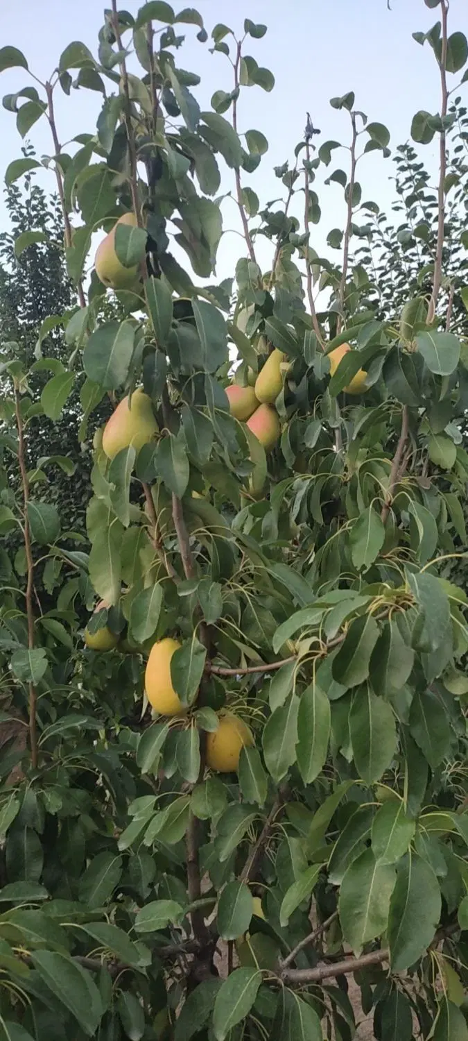 فروش باغ