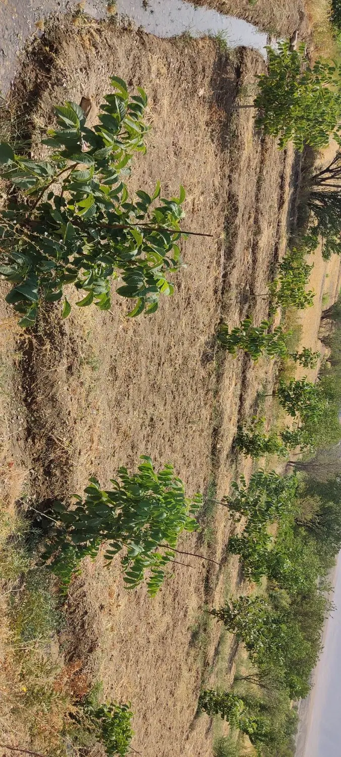 فروش زمین باغی روستای حشمتیه