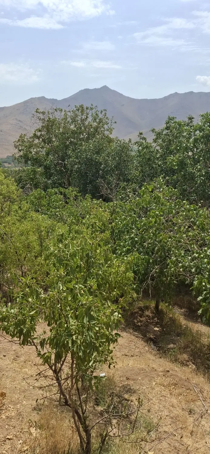 زمین۱۵۰۰امامزاده کوه