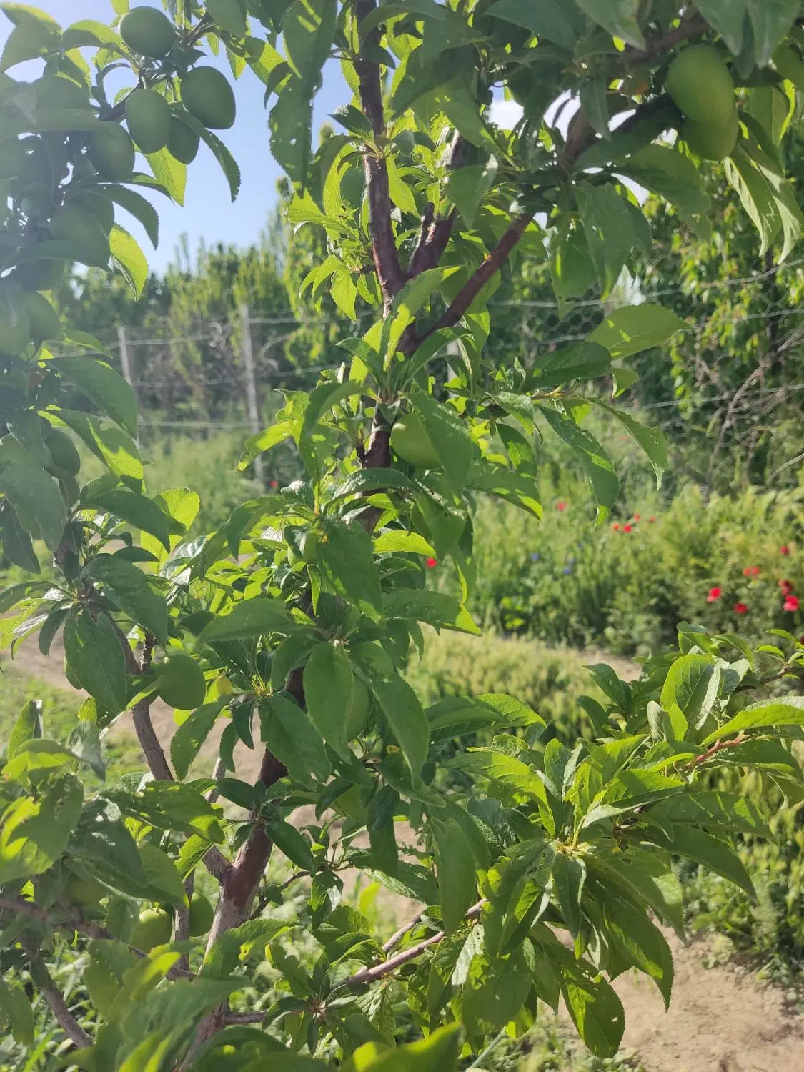باغ ۳ ساله 1200متری