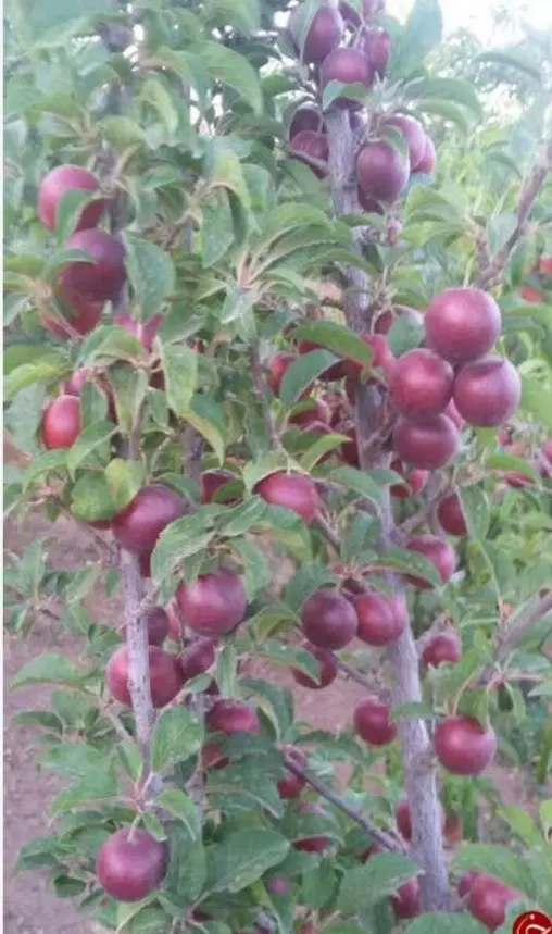 ۱۰۰۰مترباغ حسین آبادو بغدادی