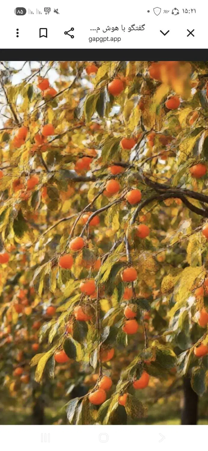 اجاره باغ خرمالو  یک هکتار
