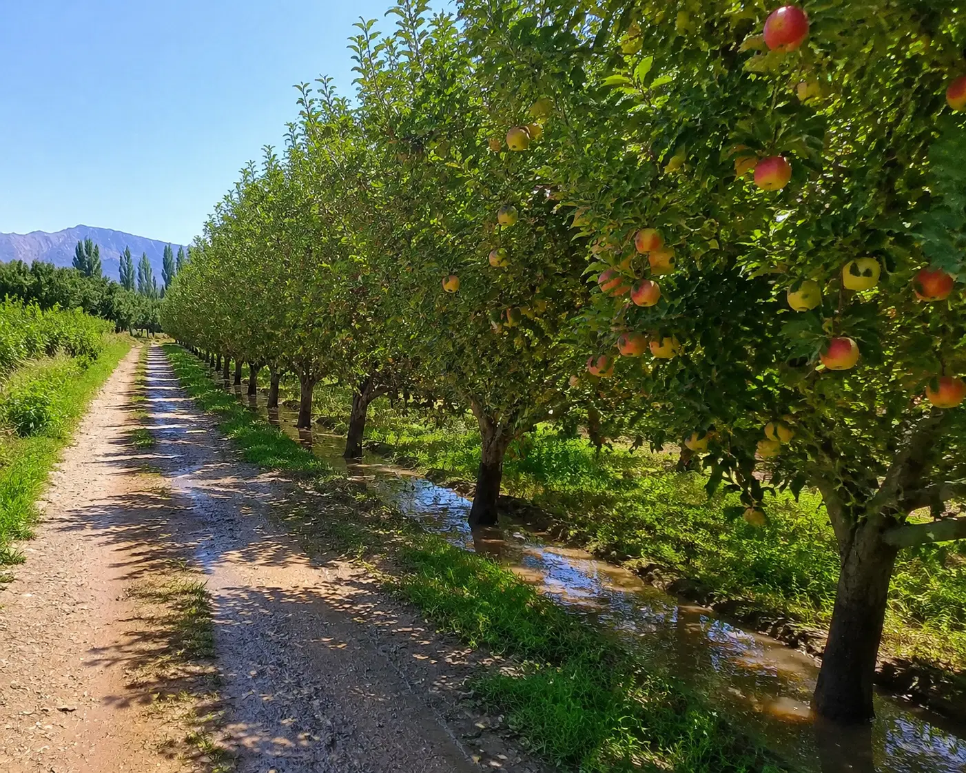 باغ چوبتراش کوی آفتاب
