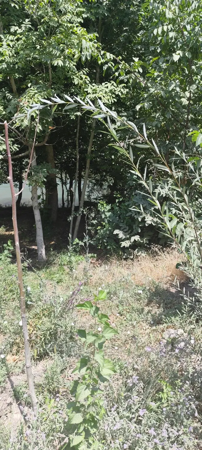 زمین لب آب