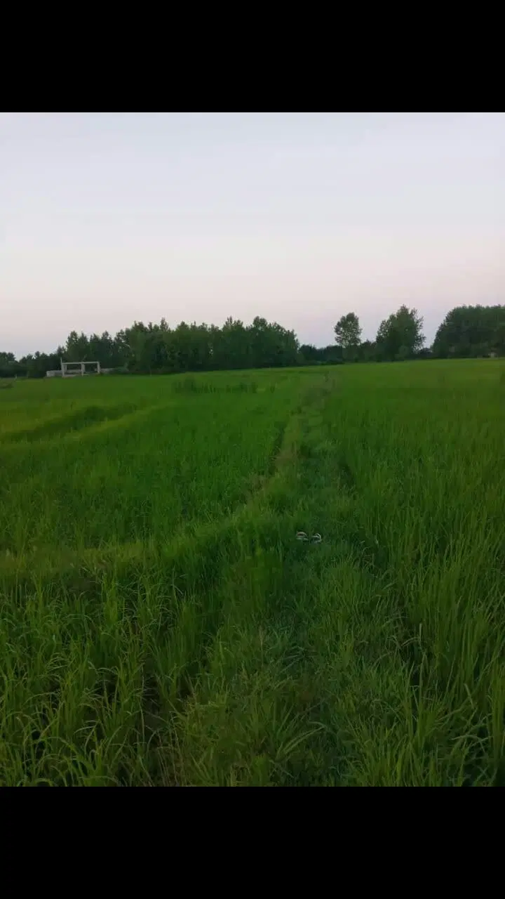 زمین کشاورزی داخل بافت ۴۷۰۰۰ متر مربع