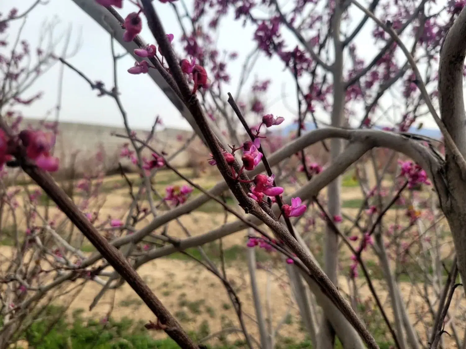 فروش زمین باغی جلال اباد کوچه برج کبوترخانه