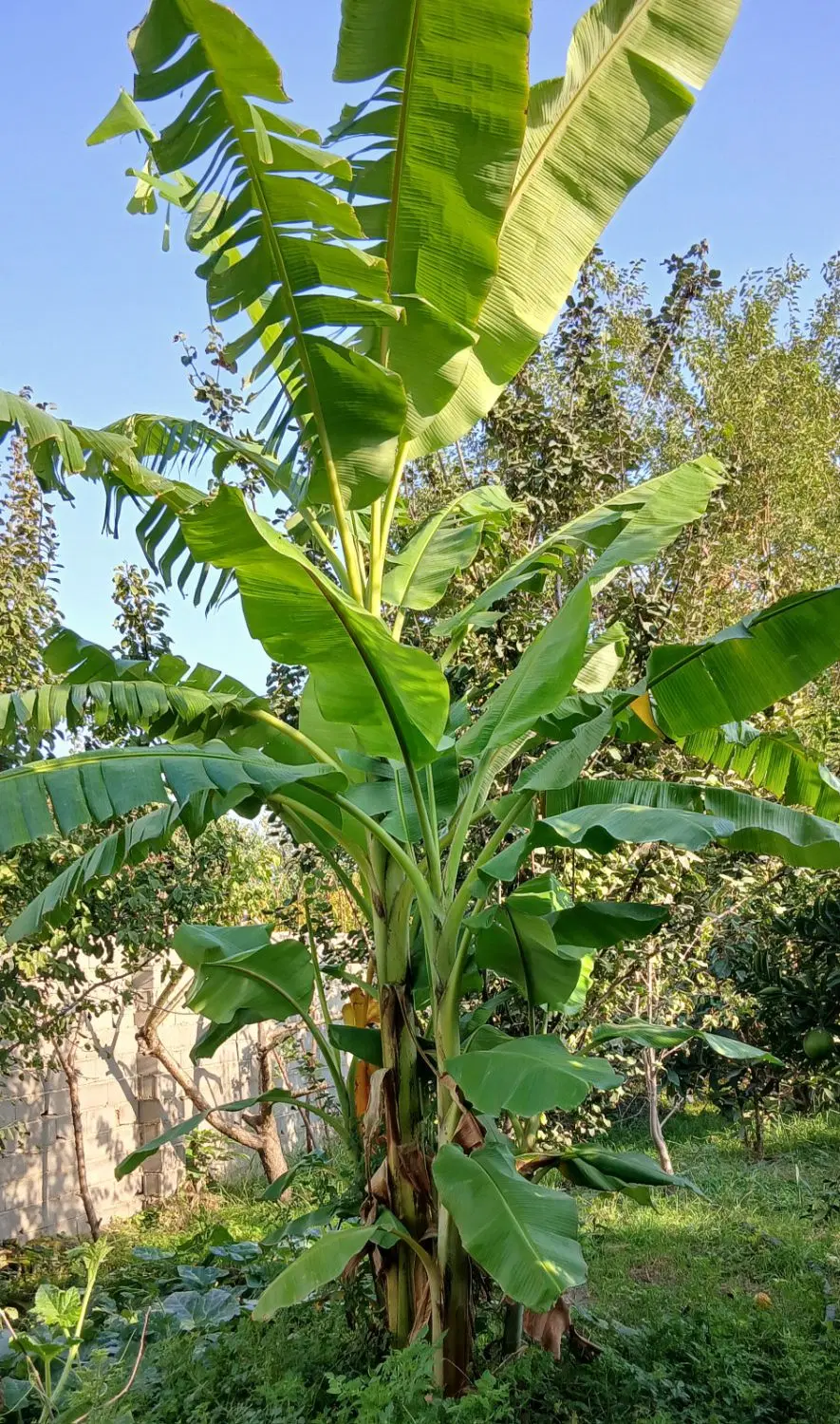 1050 متر باغ