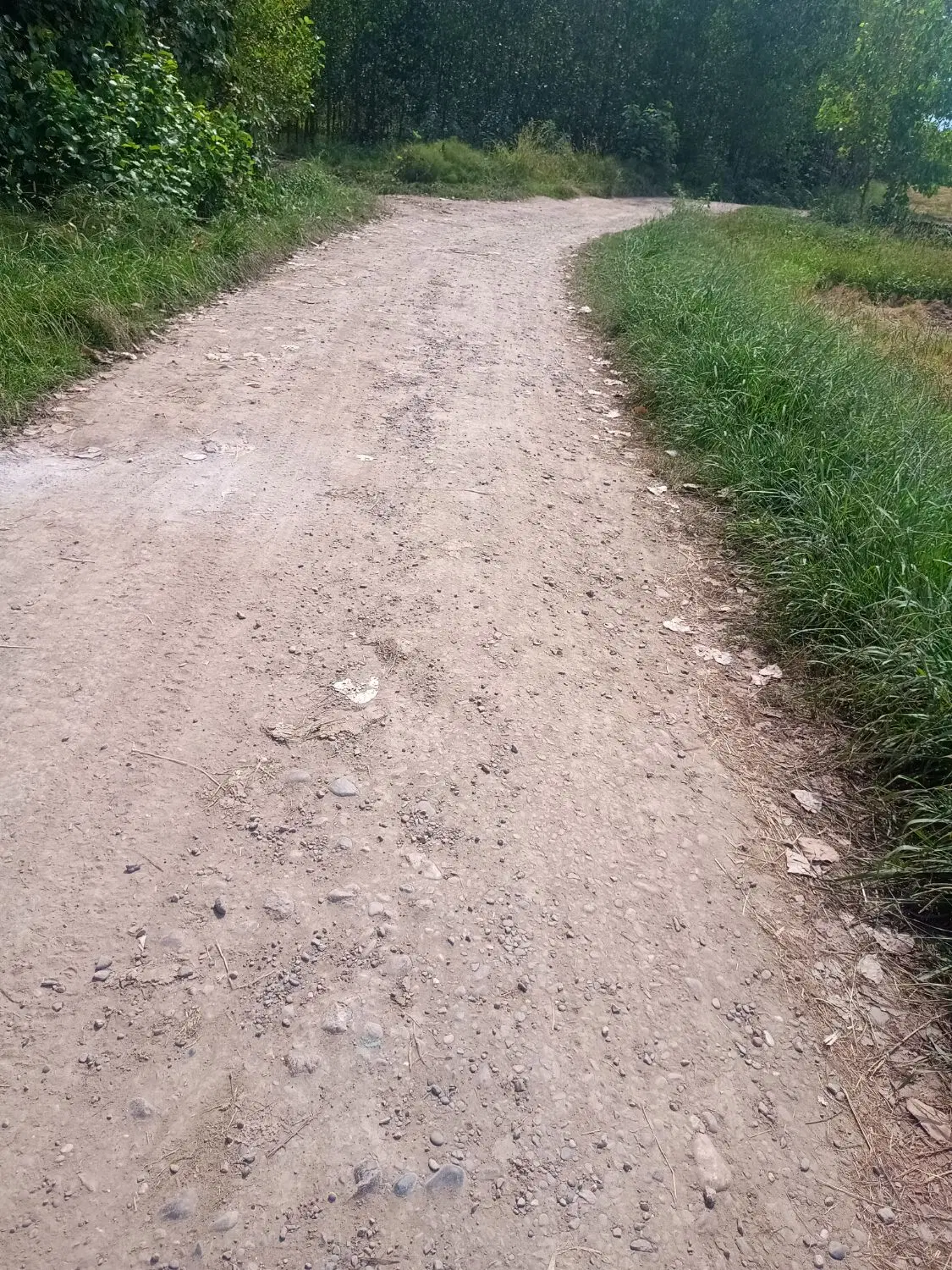 زمین شالیزار روستای پهمدان لاهیجان