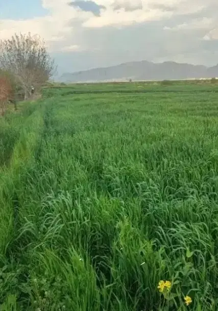 زمین کشاورزی ابی