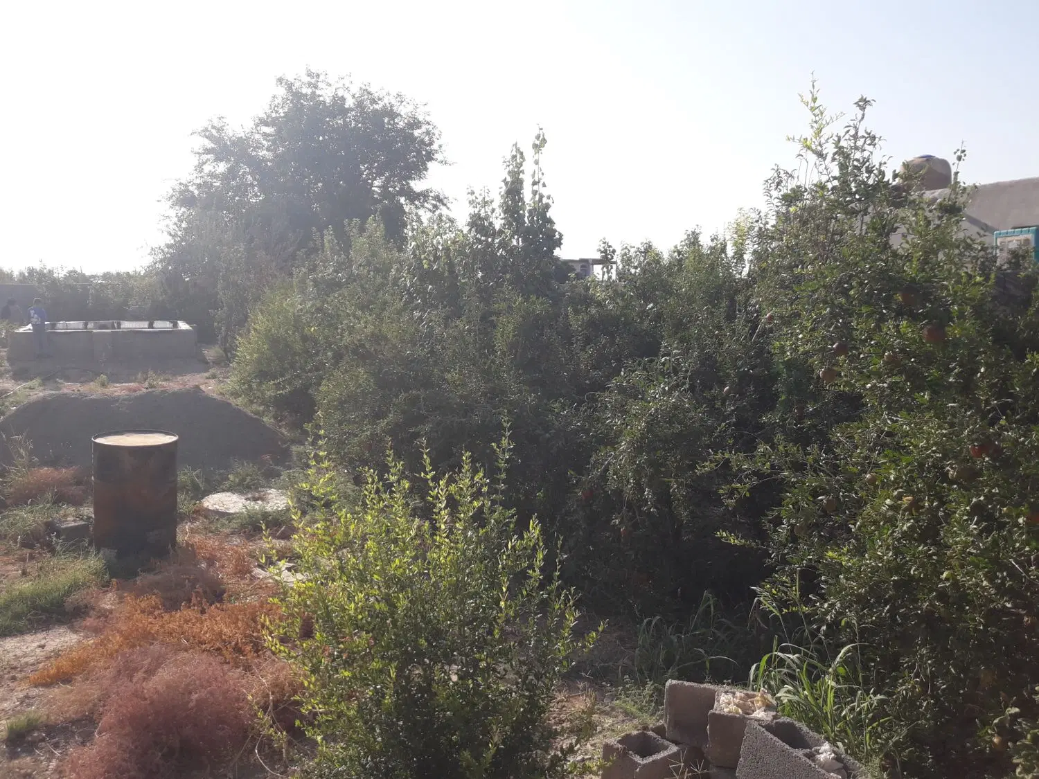 باغ فروشی در محمود آباد