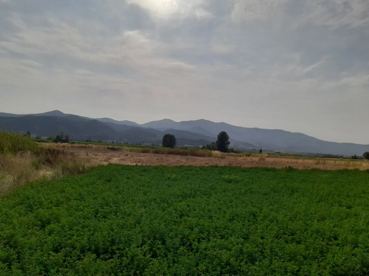 زمین کشاورزی  ۳۴۶۰متر