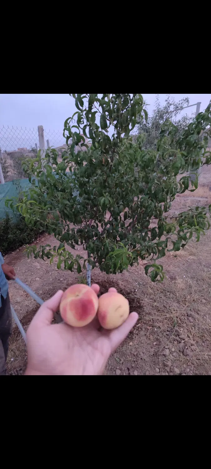 فروش باغ (چسبیده به شهرک مدنی )