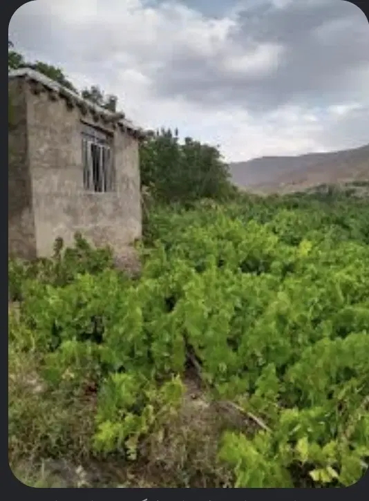 باغ سند دارد