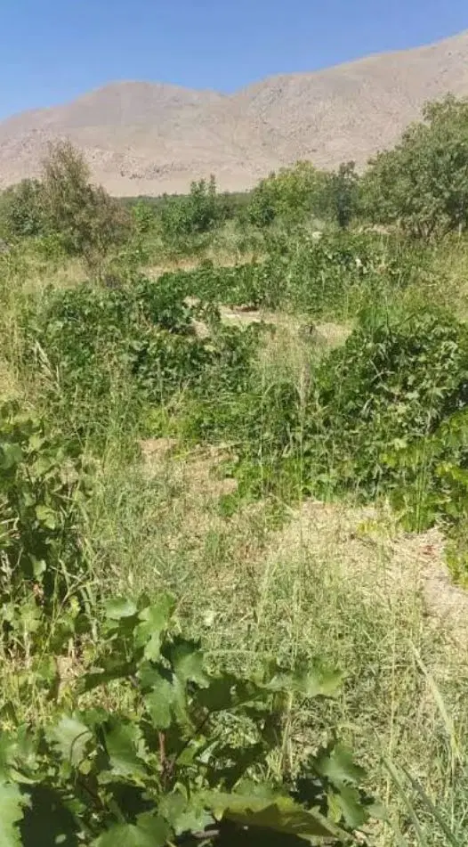 زمین کشاورزی