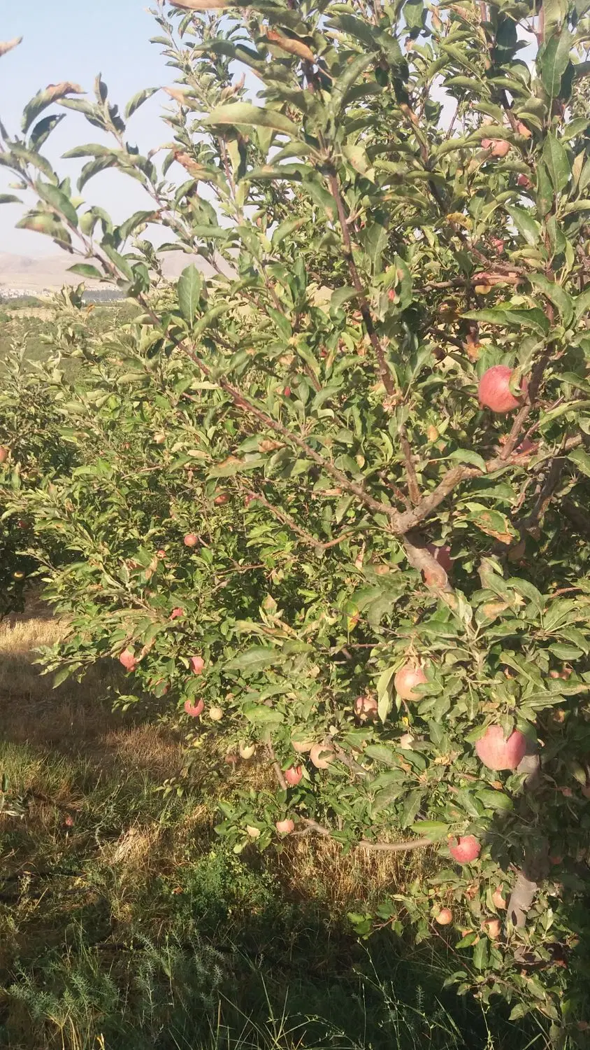 قطعه ویلایی در اهر
