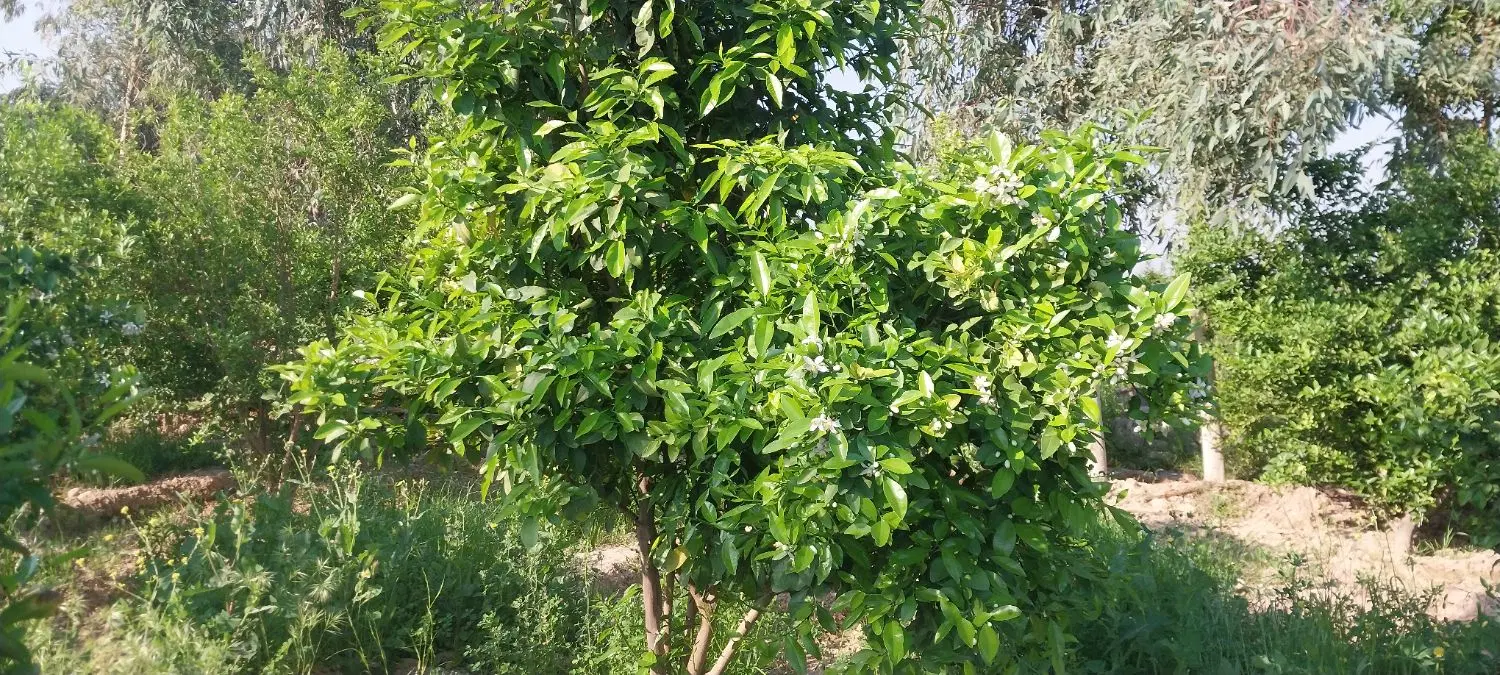 باغ...باغستان کوچه باغ بهار
