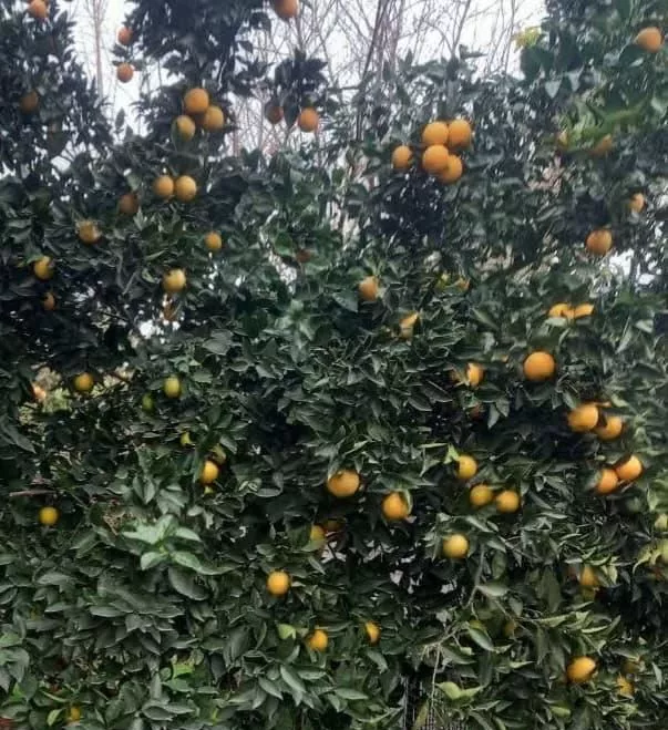 ۷هزار زمین جاده کلات معین آباد باسند مناسب گلخانه
