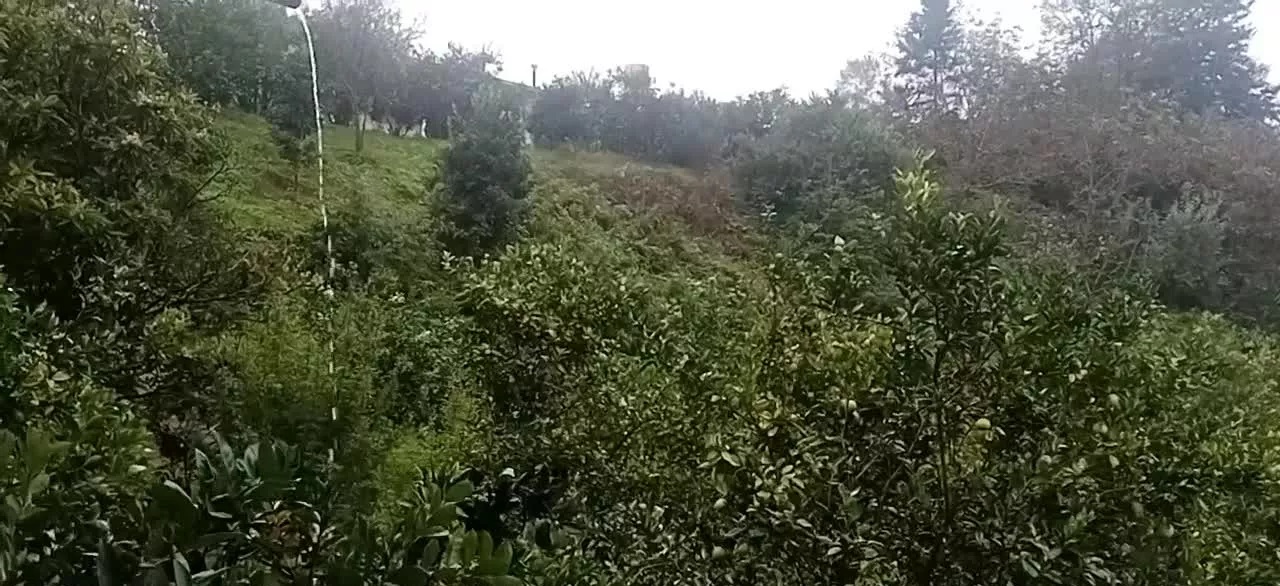 فروش ۱۰۰۰ متر باغ