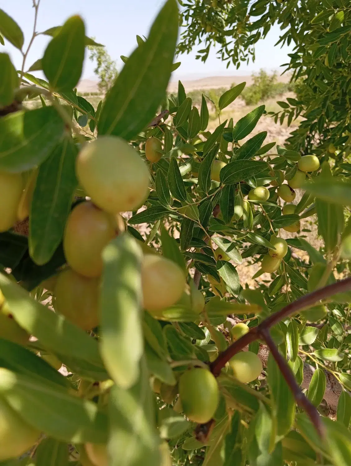 زمین کشاورزی دشت بجد