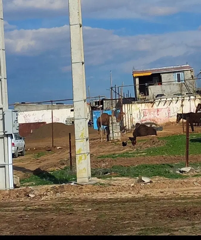 اجاره دامداری سنتی برای هر کاری