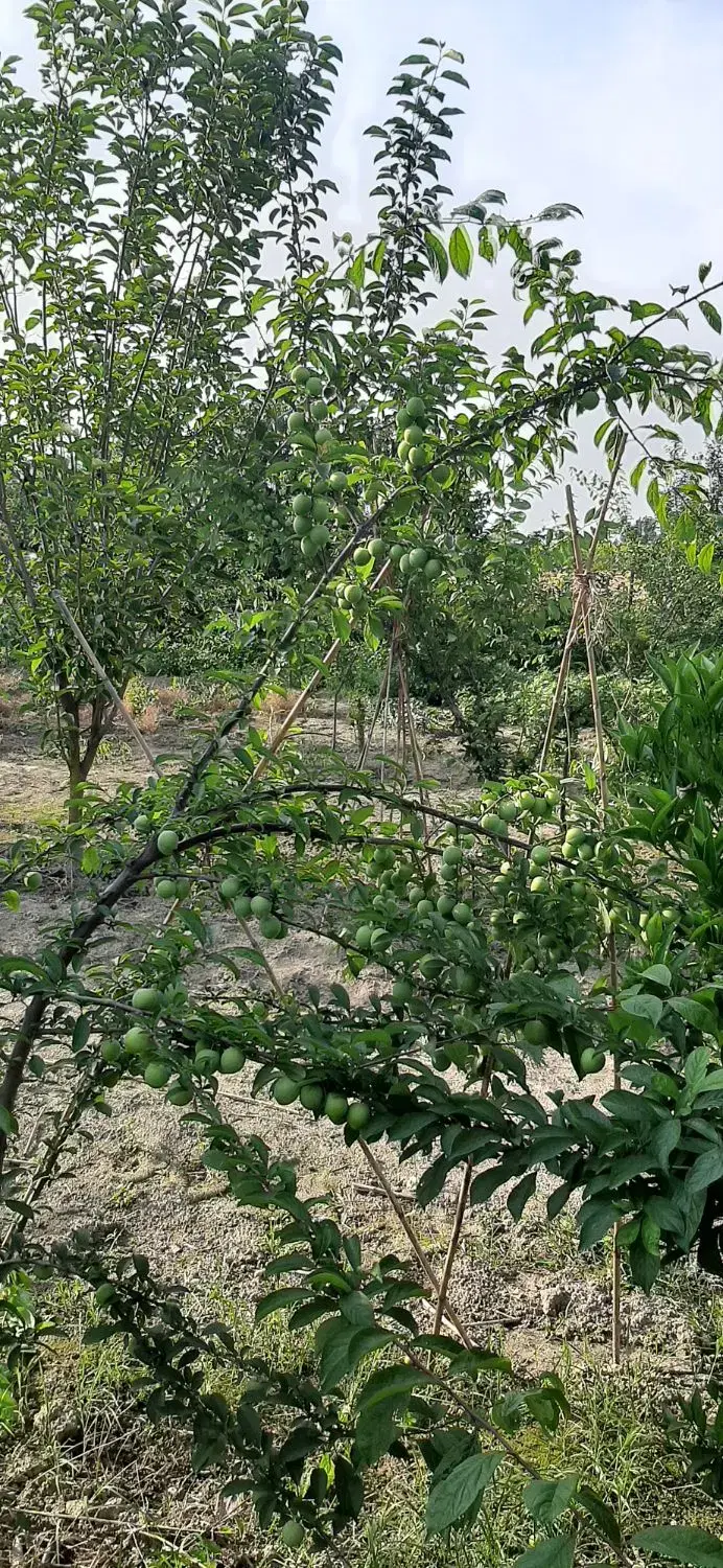 ۱۷۰۰متر باغ سند دار نزدیک به بافت