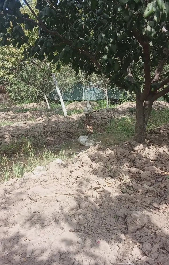 زمین باغی گلدسته