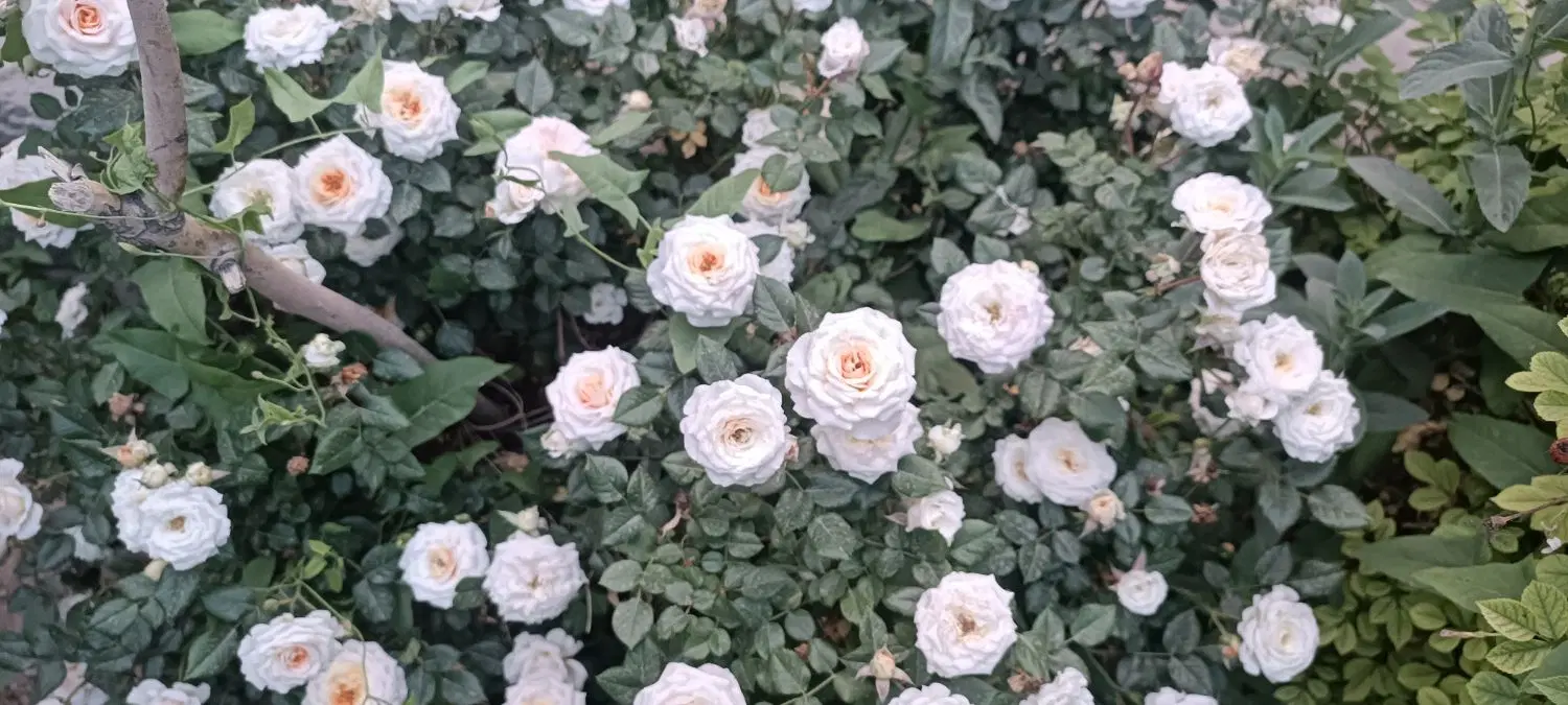 فروش باغ