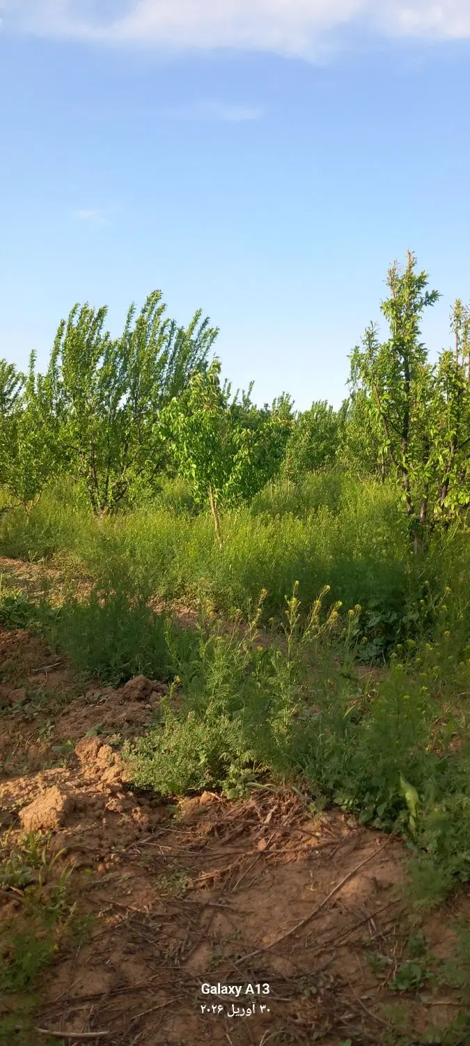 زمین باغی در سه راه قدیم اباد کوچه گلستان ۱