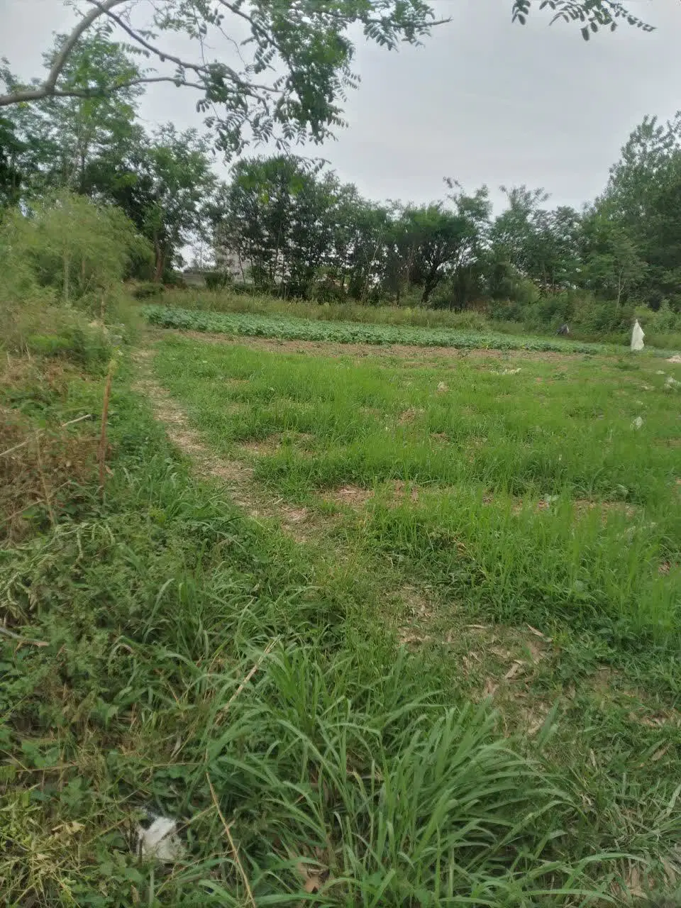 زمین باغی داخل طرح اقدام به تغییر کاربری مسکونی