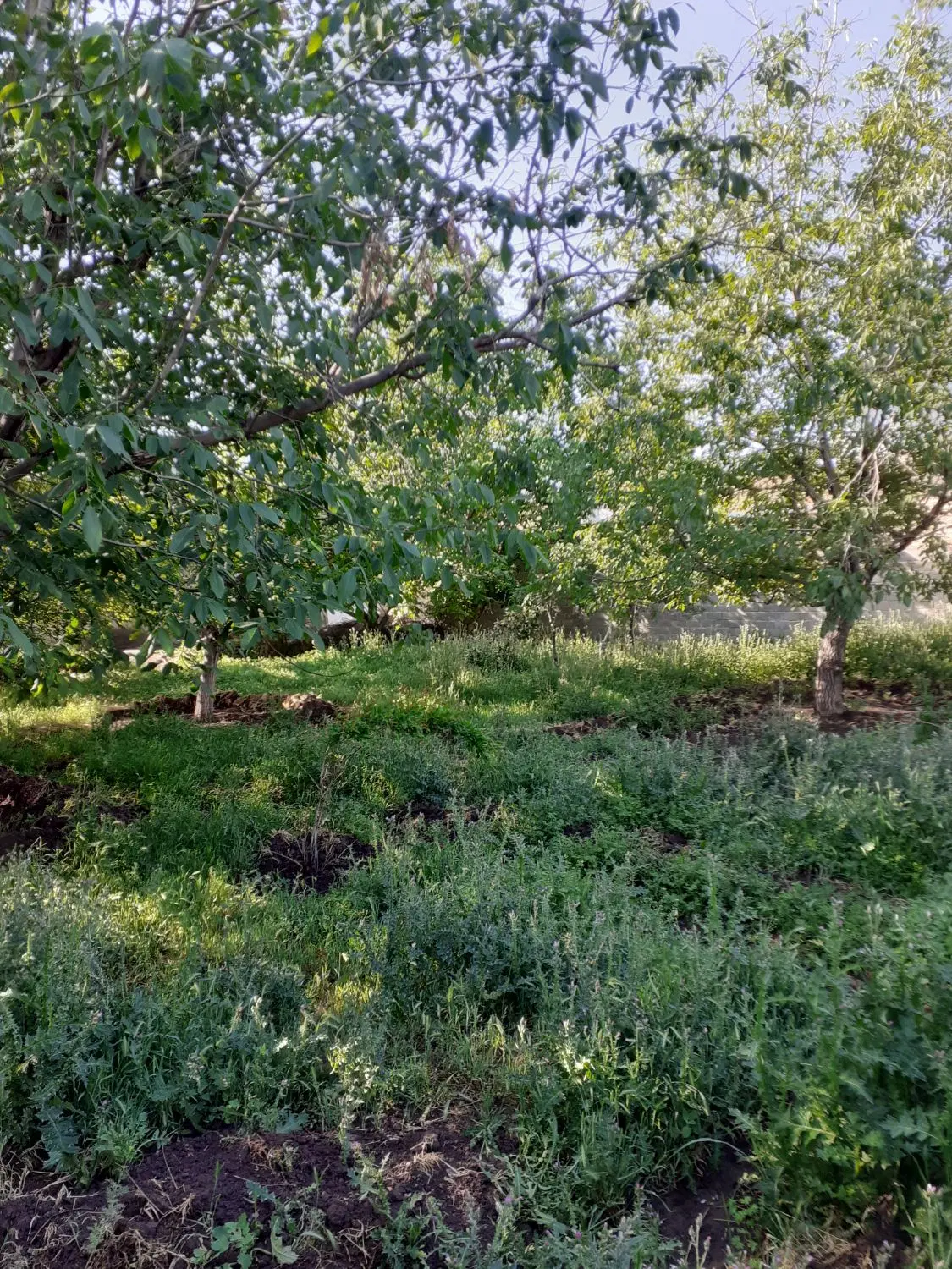 زمین مسکونی.۳۴۰مترروستای اشنستان
