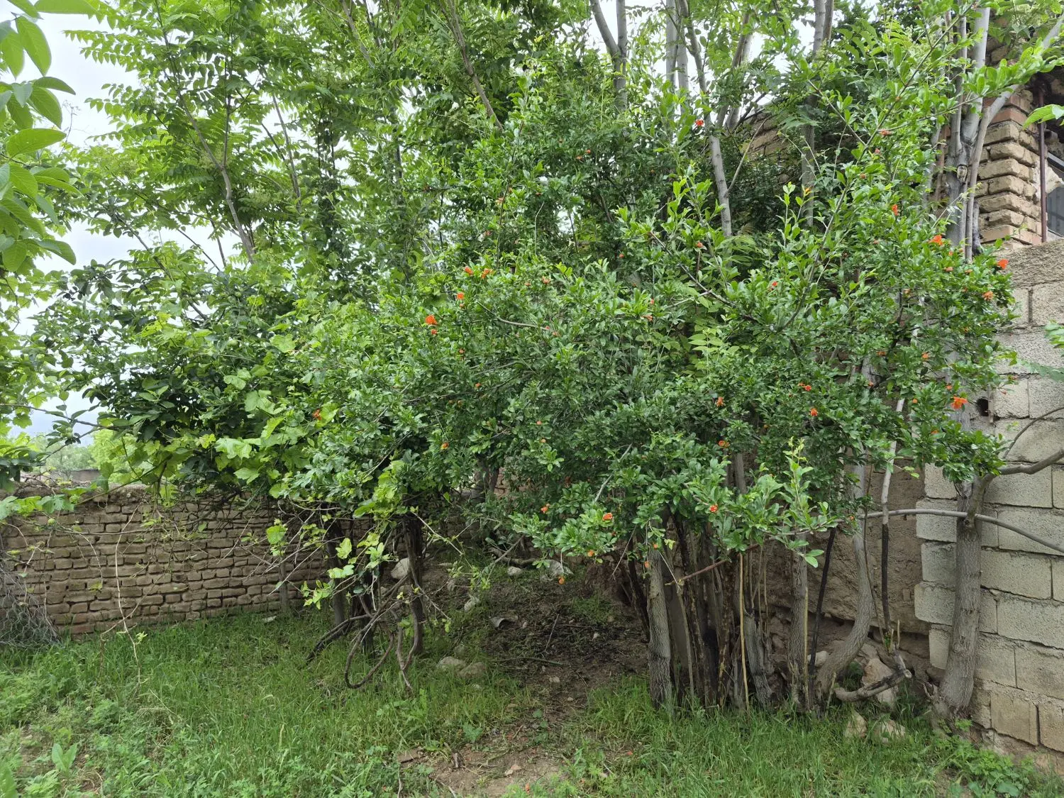 یه خانه باغ ویلایی فروشی مهمانک