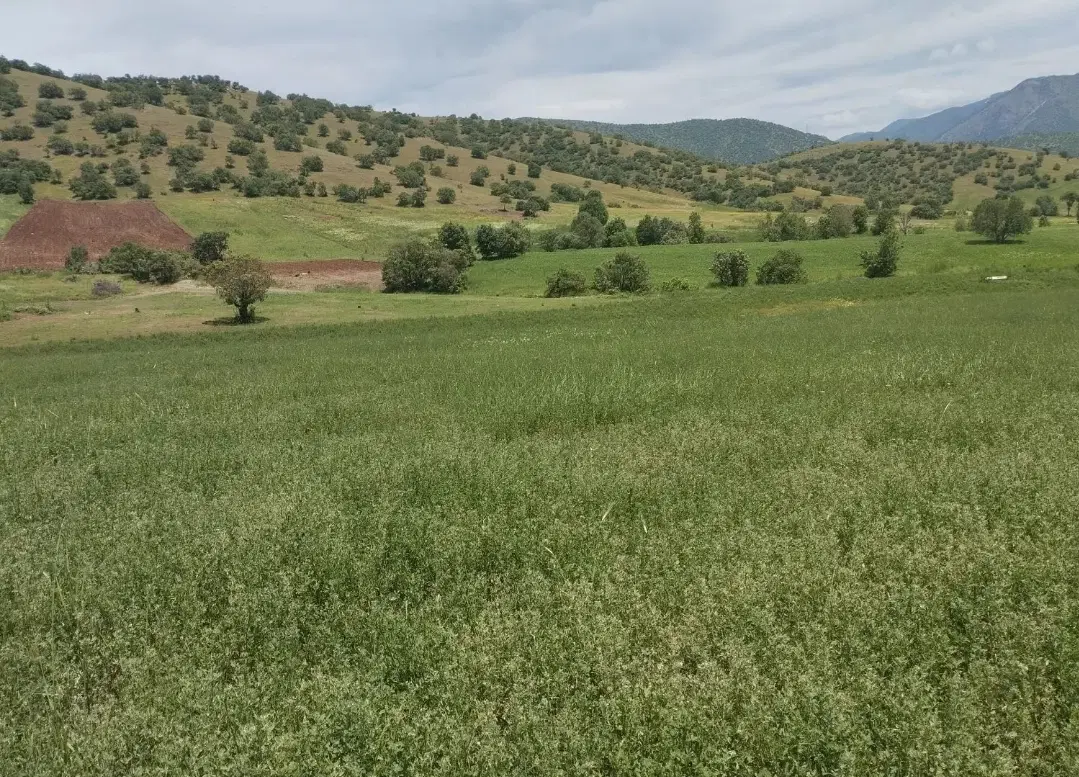 ۲۵۰۰ متر باغ بعد از حسن آوله