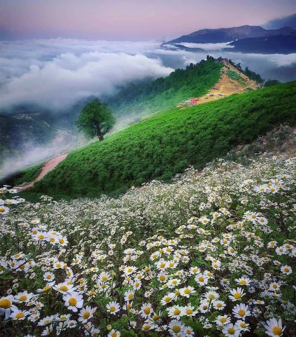 فروش زمین برای باغ ویلا