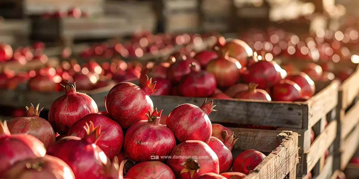 اجاره سردخانه بالای صفر درجه