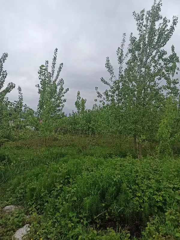 زمین بافت تجاری مسکونی