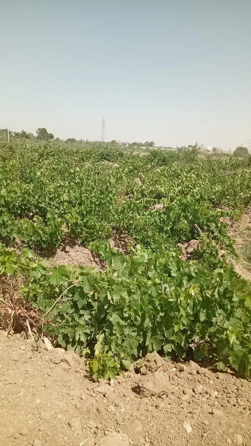 باغ انگور