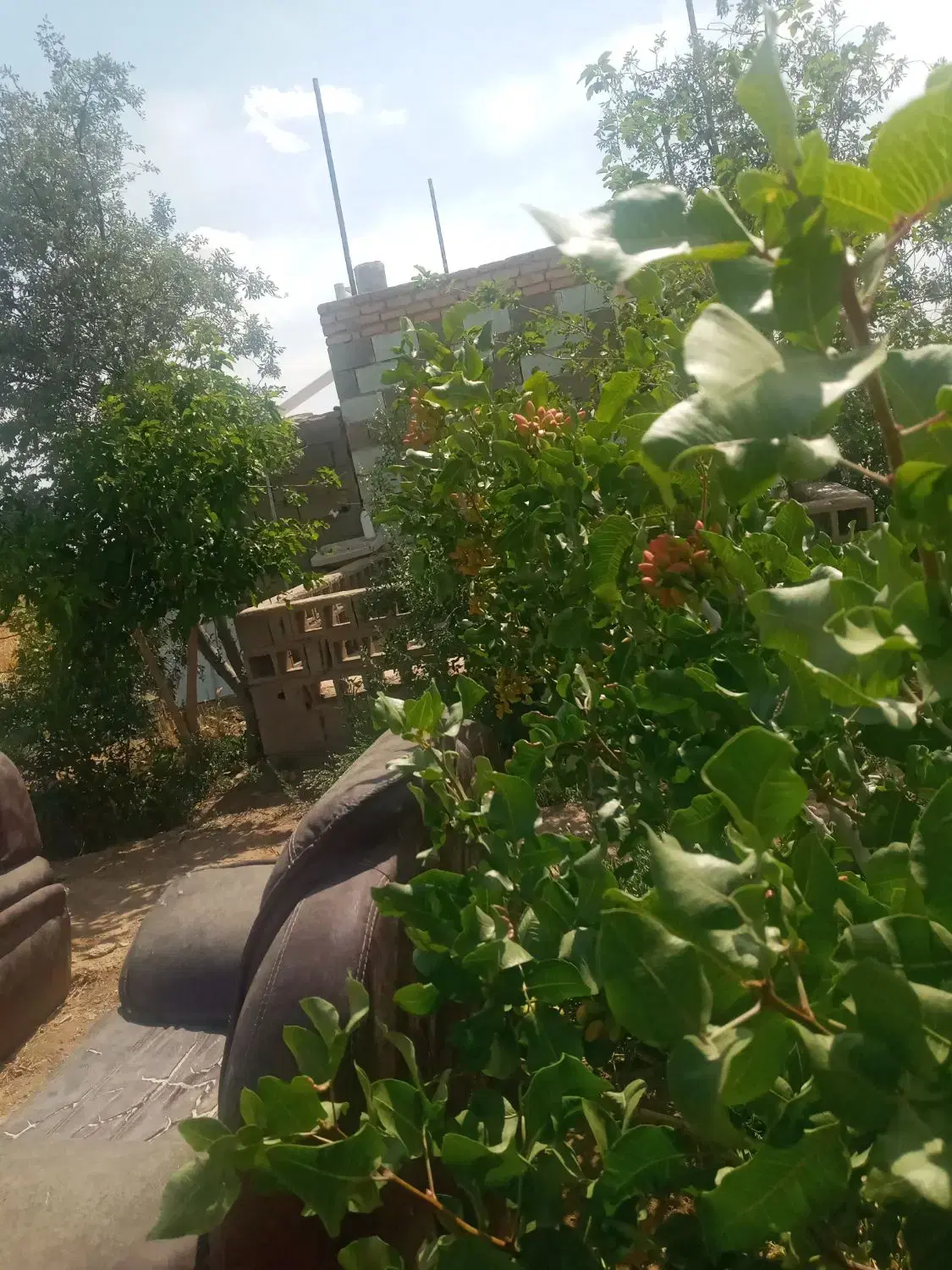باغ پسته