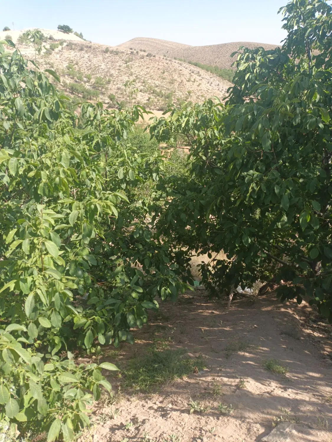 باغ کنار اتوبان اردکان