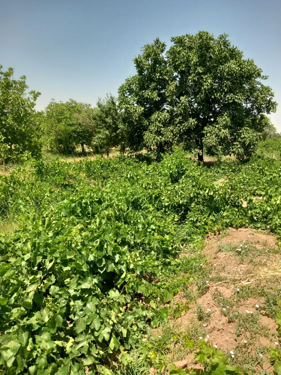 فروش باغ انگور