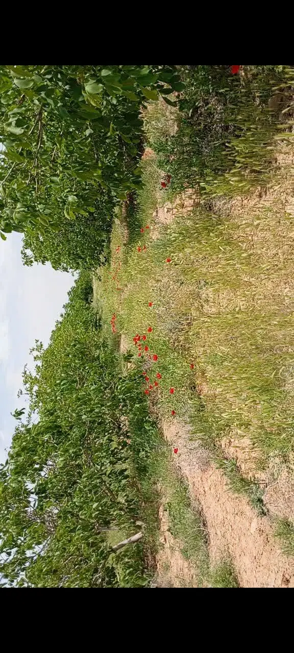 فروش باغ و زمین .   روستای لاو شهرستان مبارکه