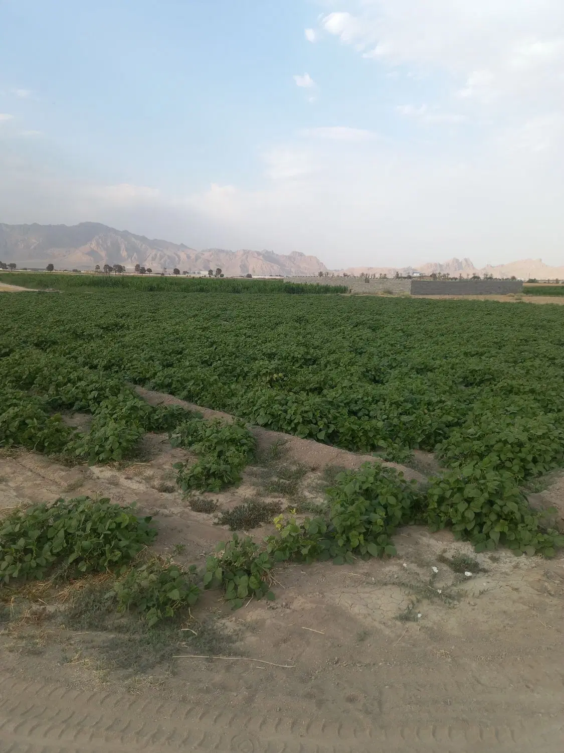 زمین کشاورزی با سهمیه آب در روستای اسدآباد