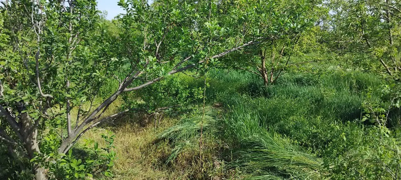 فروش باغ در روستای بوژمهران