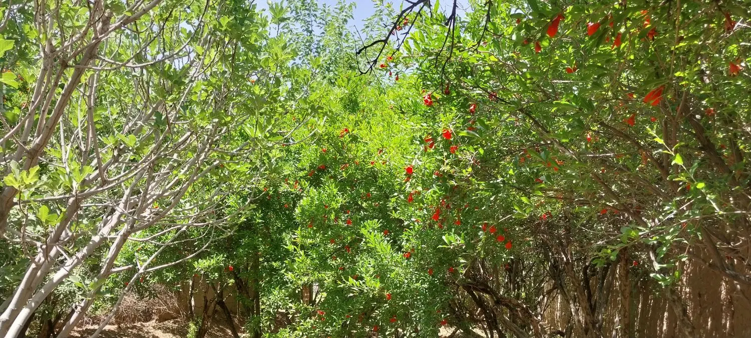 فروش باغ ۳۵۰متر مهریز