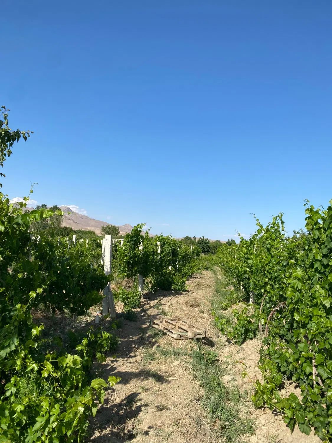 باغ انگور و  جارچلو ۲۷۱۱ متر