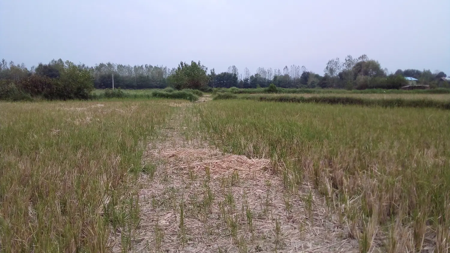 ۱۶۶۶ متر شالیزار واقع در روستای خسمخ