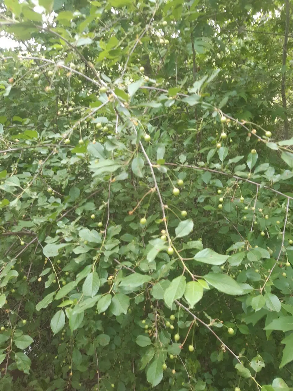 باغ گردو در روستای گرکین