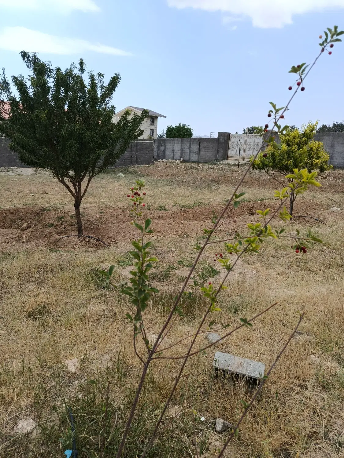 زمین ۴۵۰ متری در فاز ۳، هومند یک آبسرد