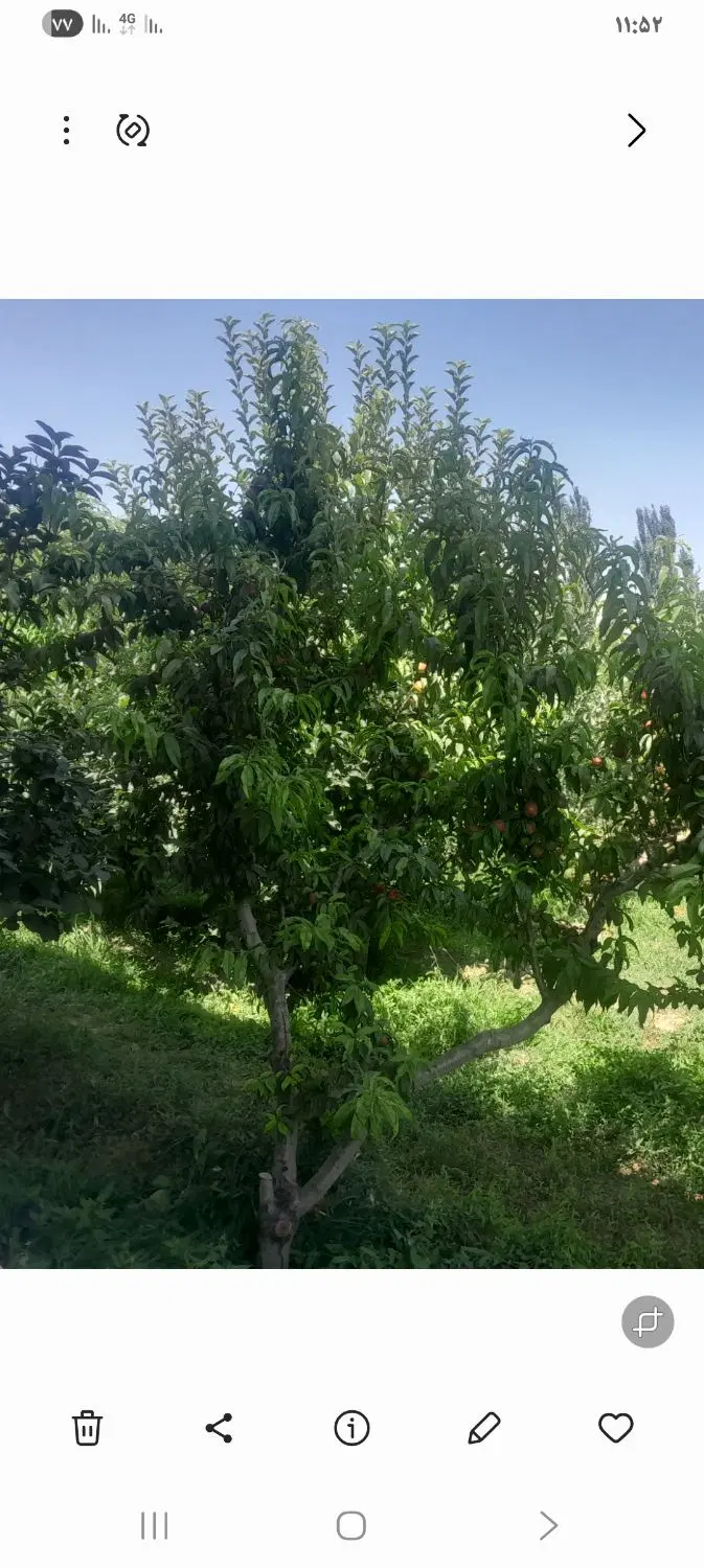 باغچه ویلایی املاک امیر