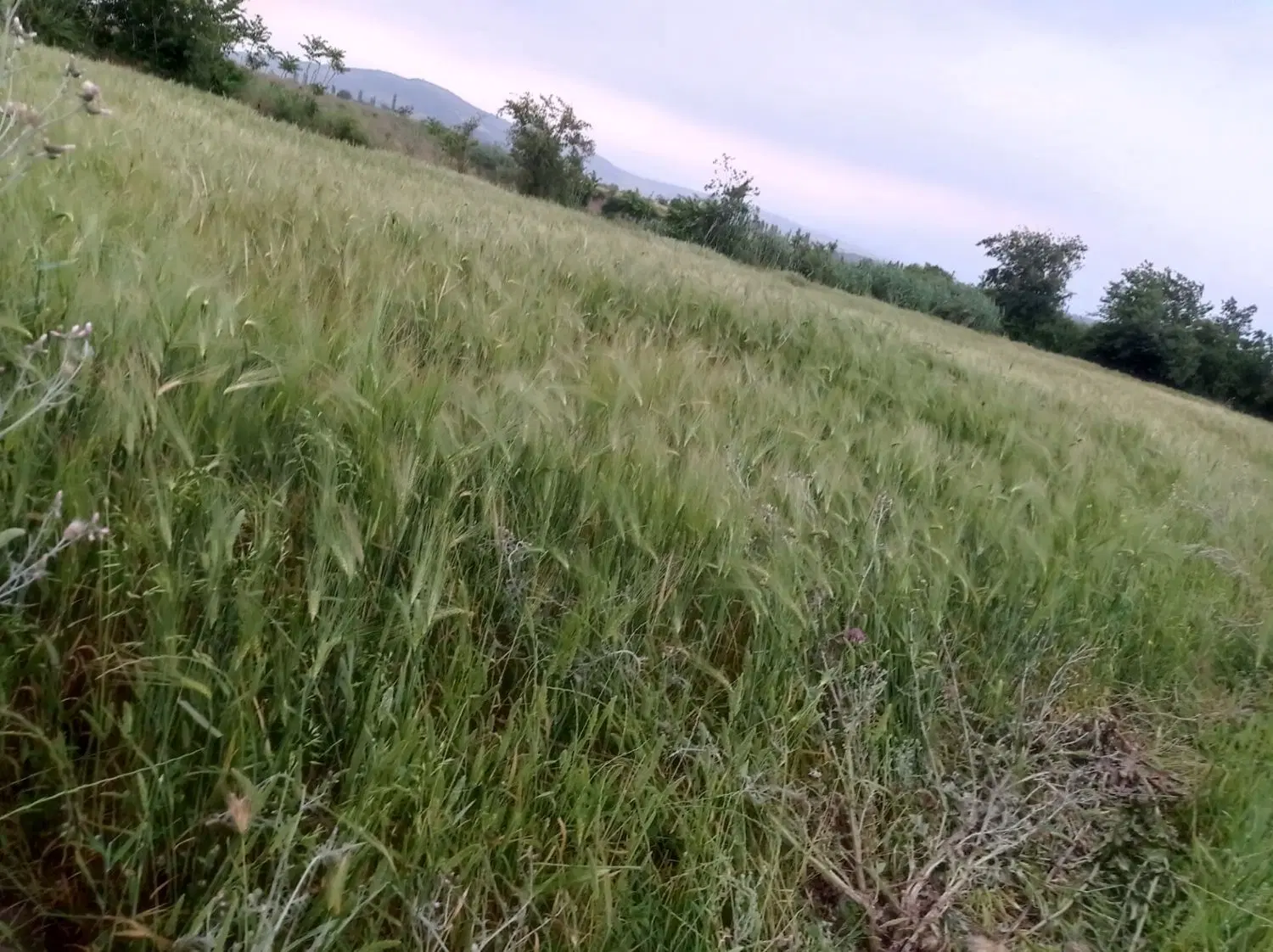 ۵۰۰ متر زمین کشاورزی در جاده قدیم گرگان کردکوی